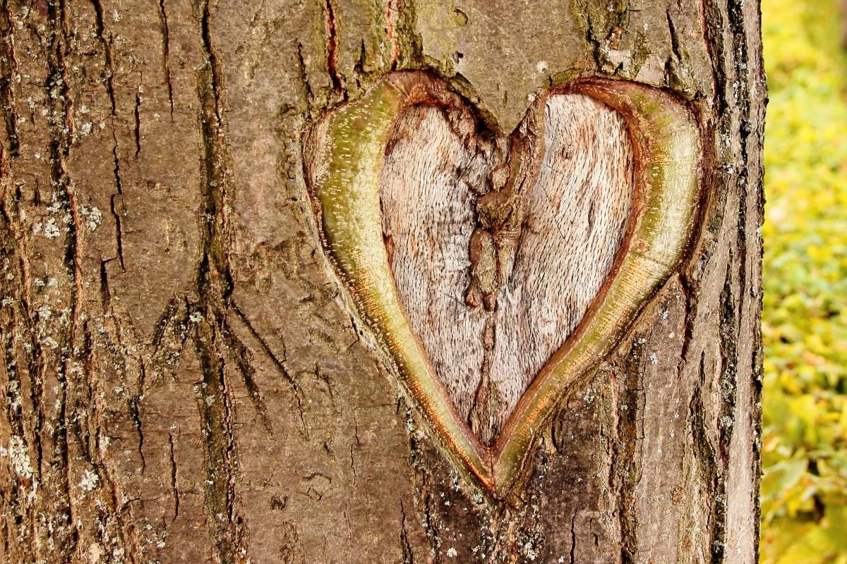 heart_tree_love_valentines_day_bark_tree_bark_loyalty_relationship-950231