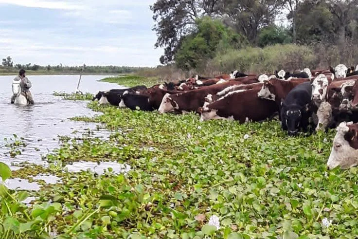 ya se evacuó más del 70 % de la hacienda en islas