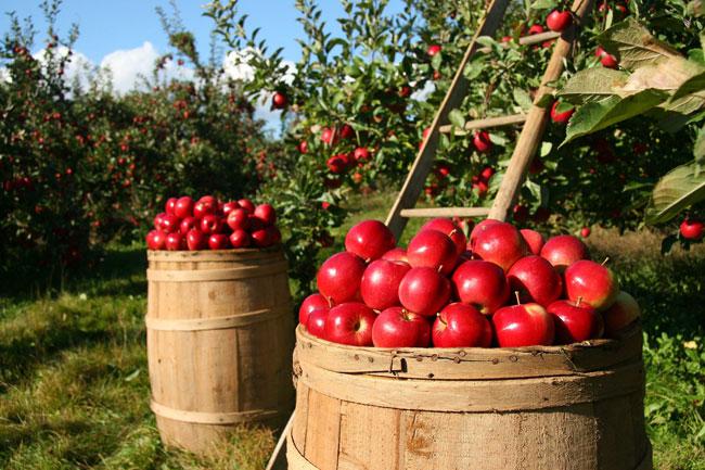 06-18_dia-de-la-gastronomia-sostenible_manzanas_m