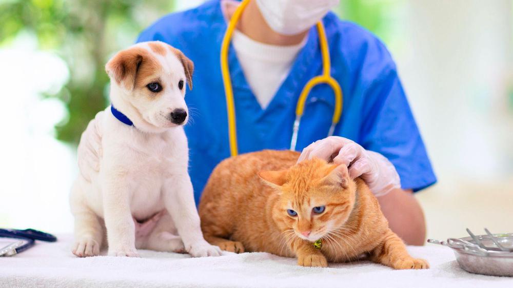 veterinario