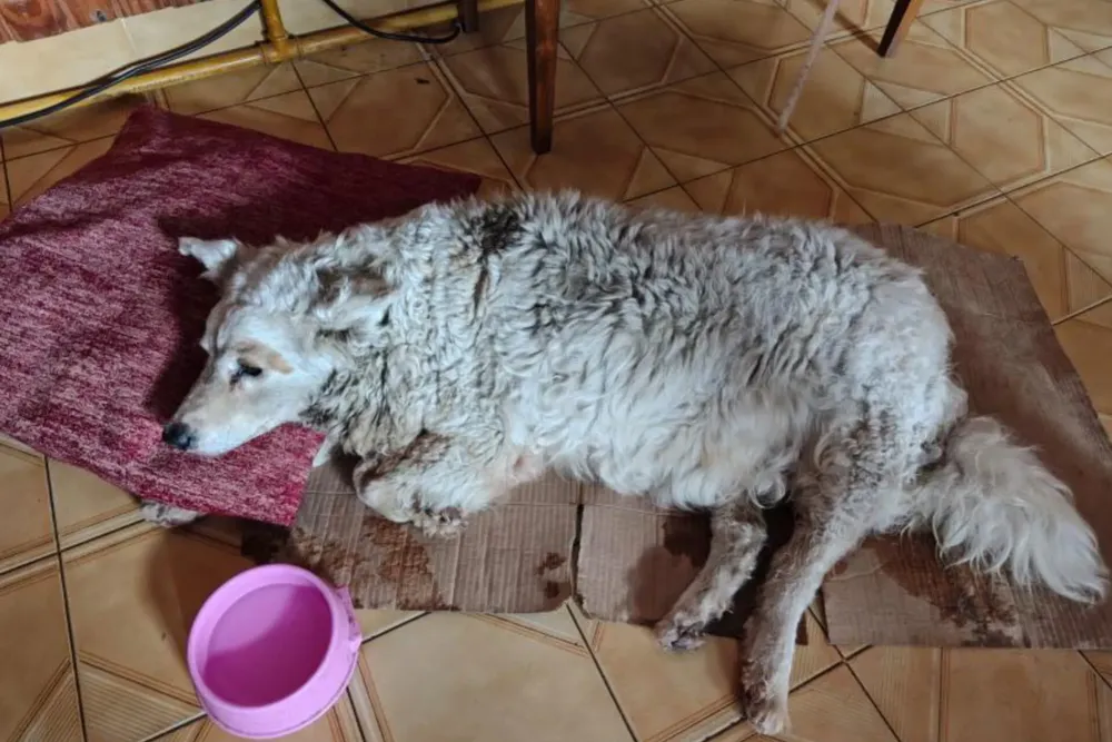 La historia de la perrita Blanca