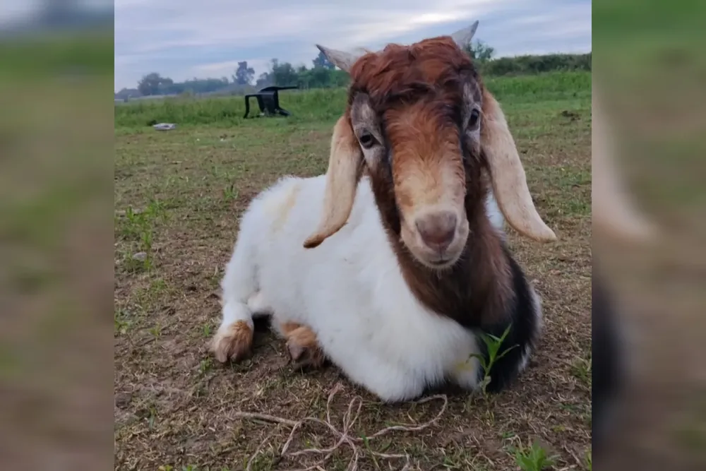 Pancho chivito desaparecido 