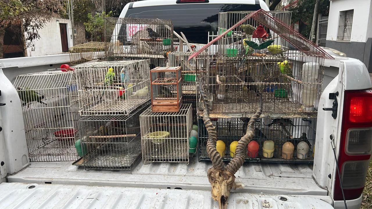 Vendían animales por redes sociales y los enviaban bajo encomiendas hacia diferentes provincias del país (1)