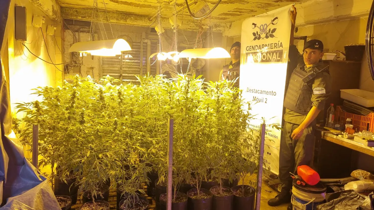 Encuentran un invernadero en Rosario 3 (3)