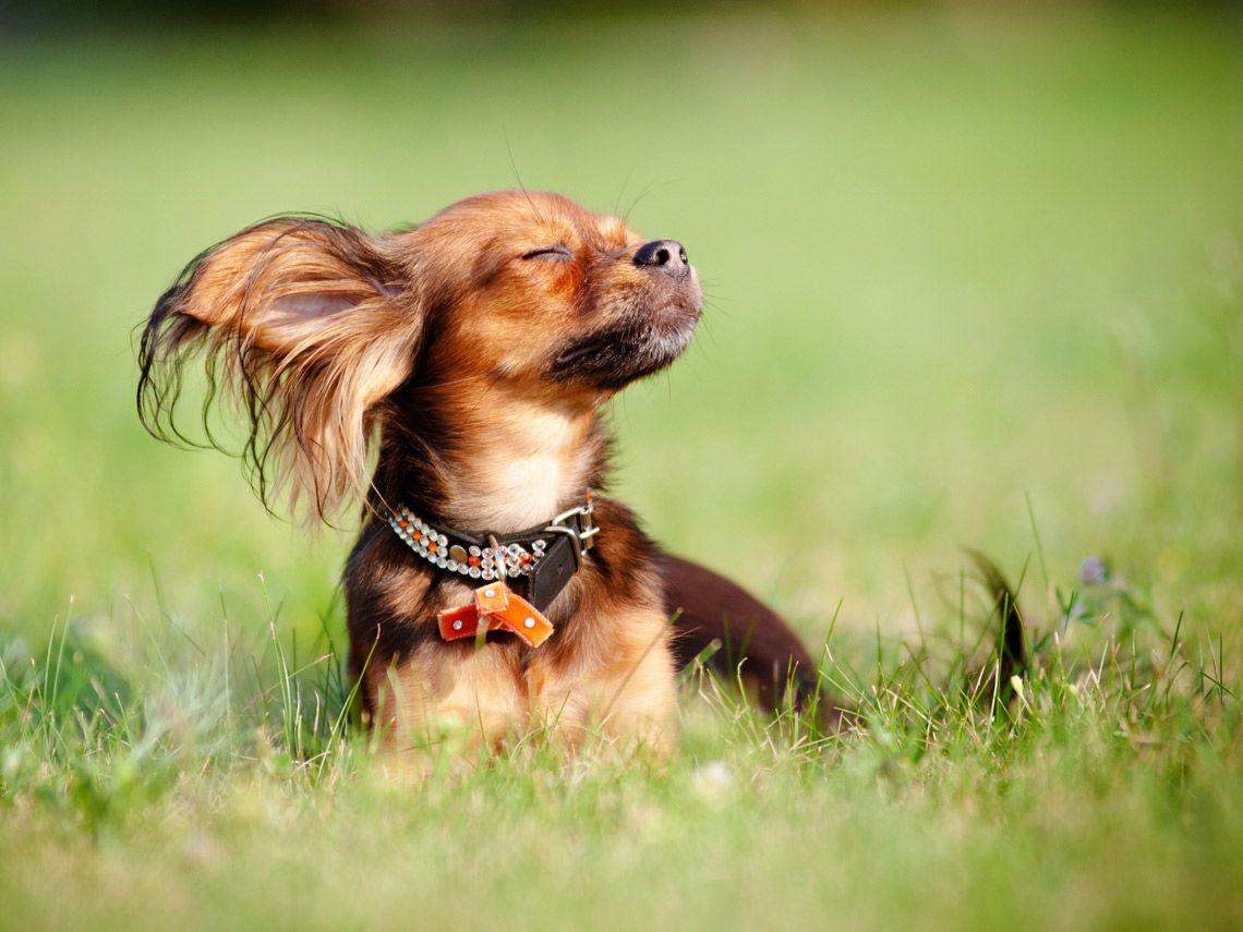 perro-jardin-sol_0