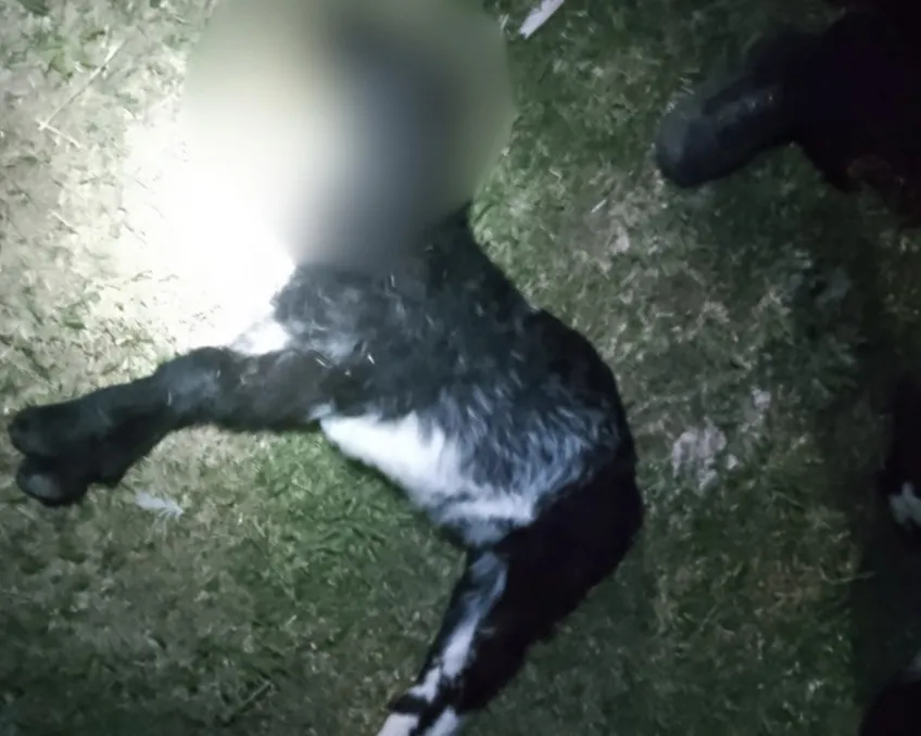 image - 2025-09-26T100413.336