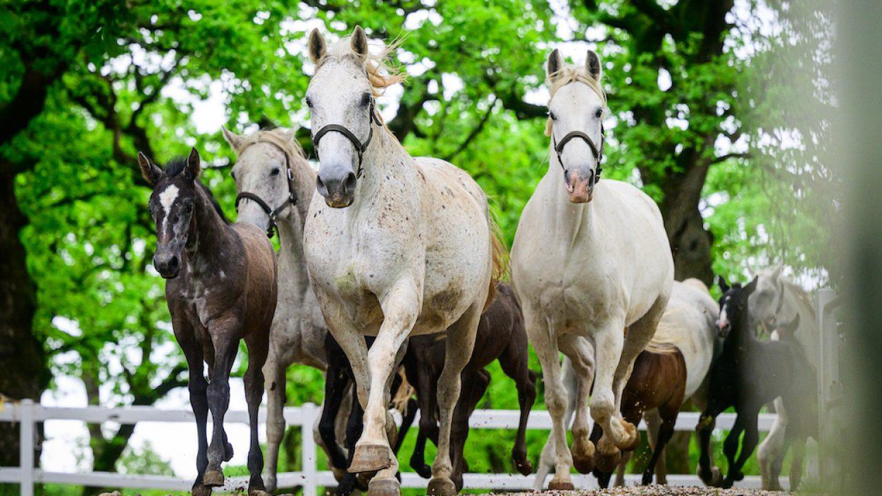 caballos