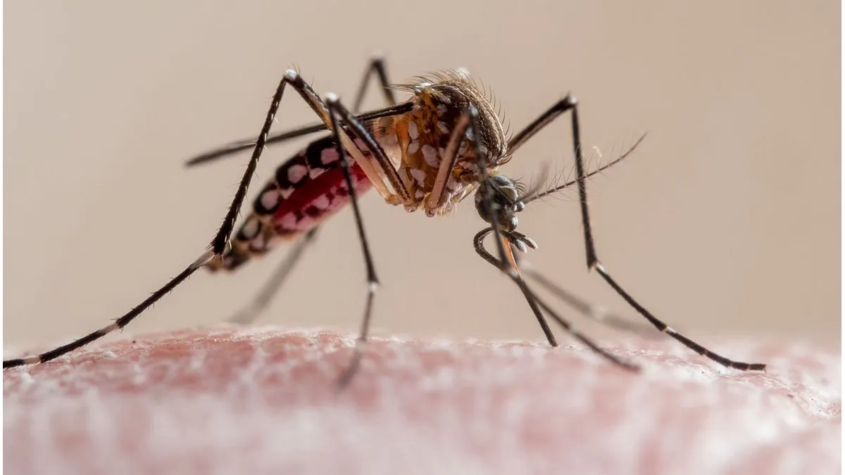 dengue-mosquito 1