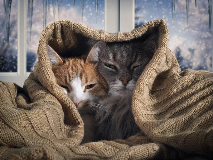 como_cuidar_a_tu_gato_en_invierno_23833_orig