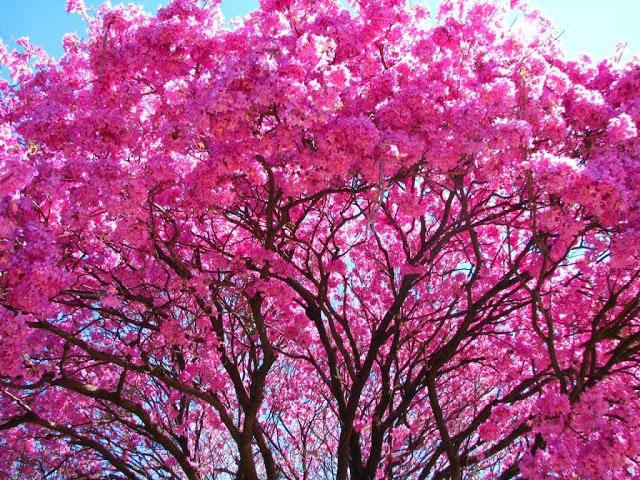 arbol