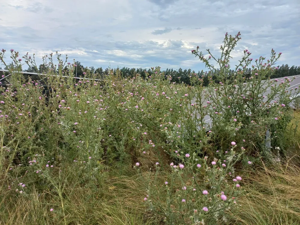 WhatsApp Image 2024-12-13 at 09.55.44