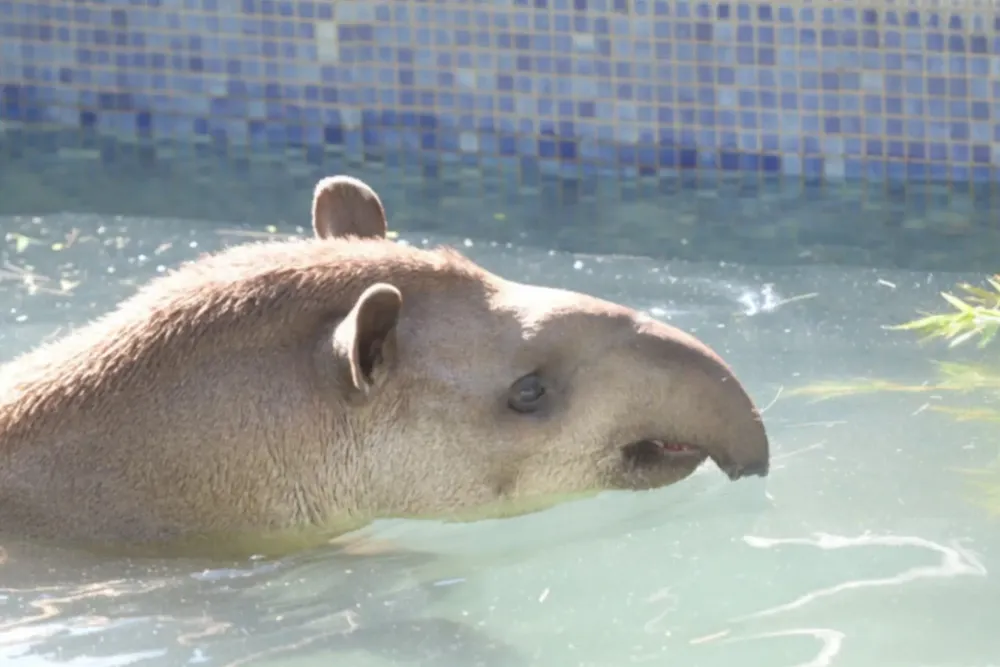 Bartolo, tapir 