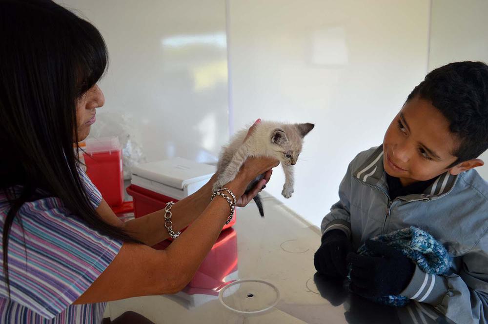 jornada de esterilizacion de gatas y gatos