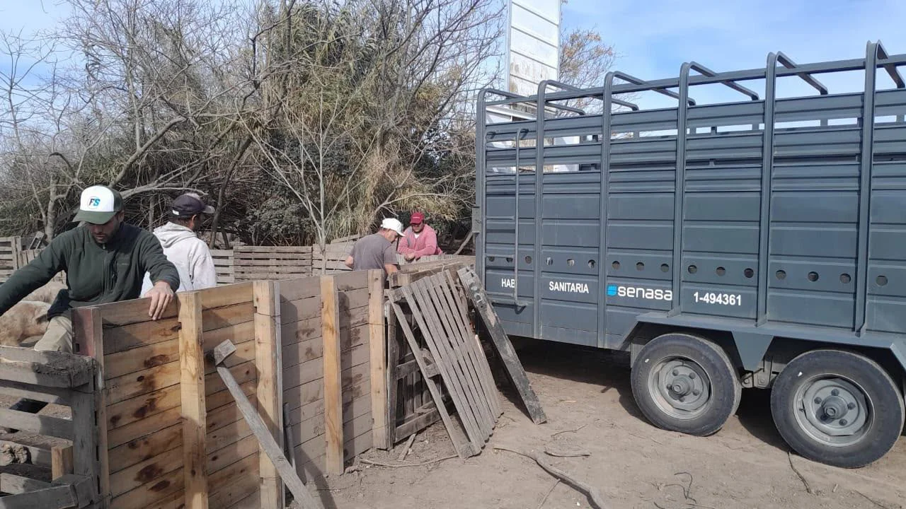 Intervinieron un criadero de cerdos en Ibarlucea