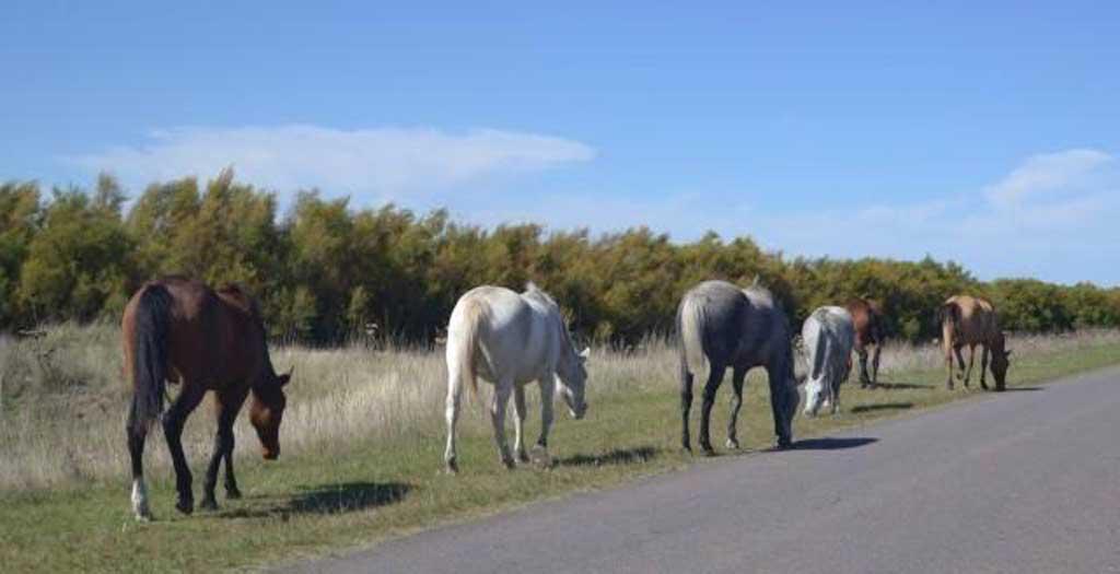 caballos-en-la-via-publica