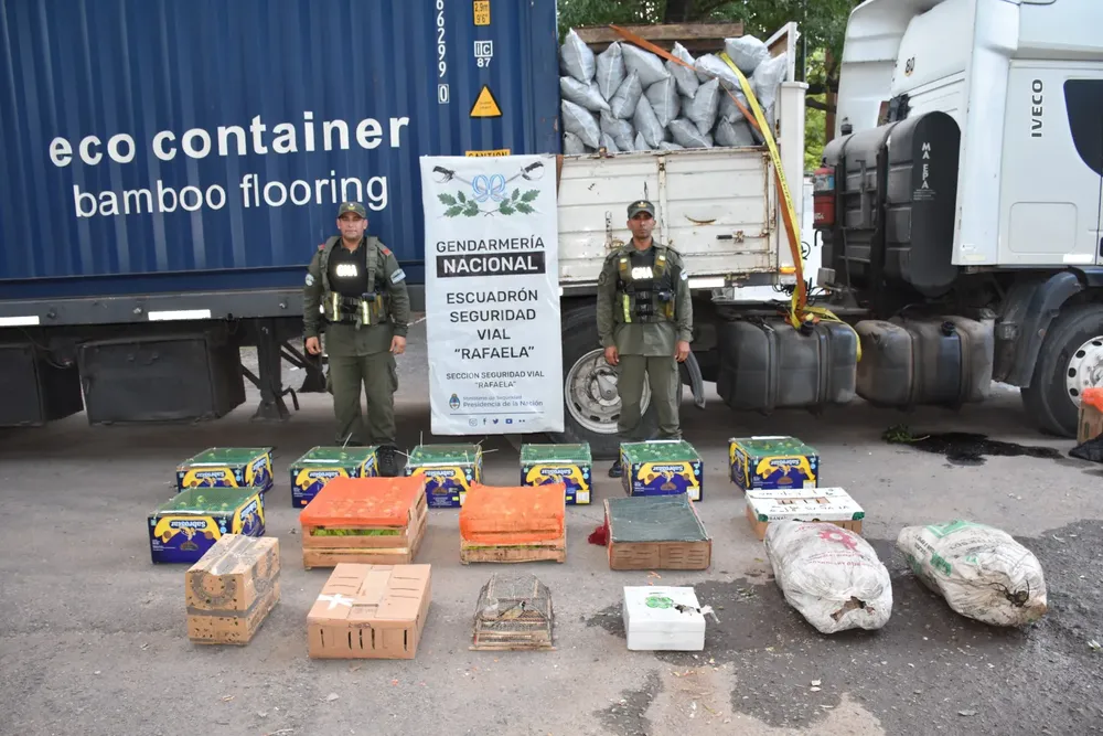 Santa Fe. Descubren 150 tortugas y 100 aves silvestres ocultas en la carga de un camión1